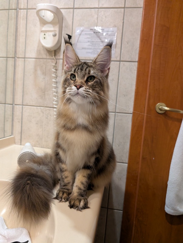 Wu-La-La Monterini - Junior maine-coon 7 months 3.5 weeks
