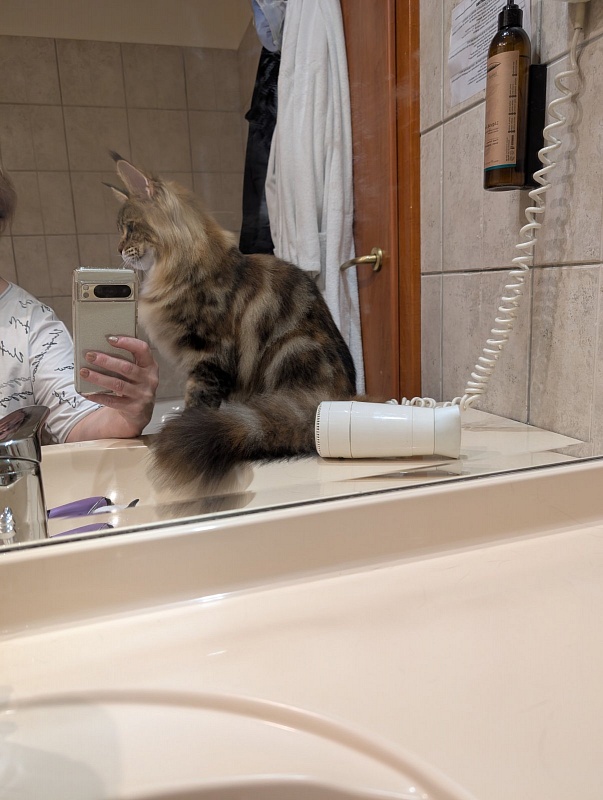 Wu-La-La Monterini - Junior maine-coon 7 months 3.5 weeks