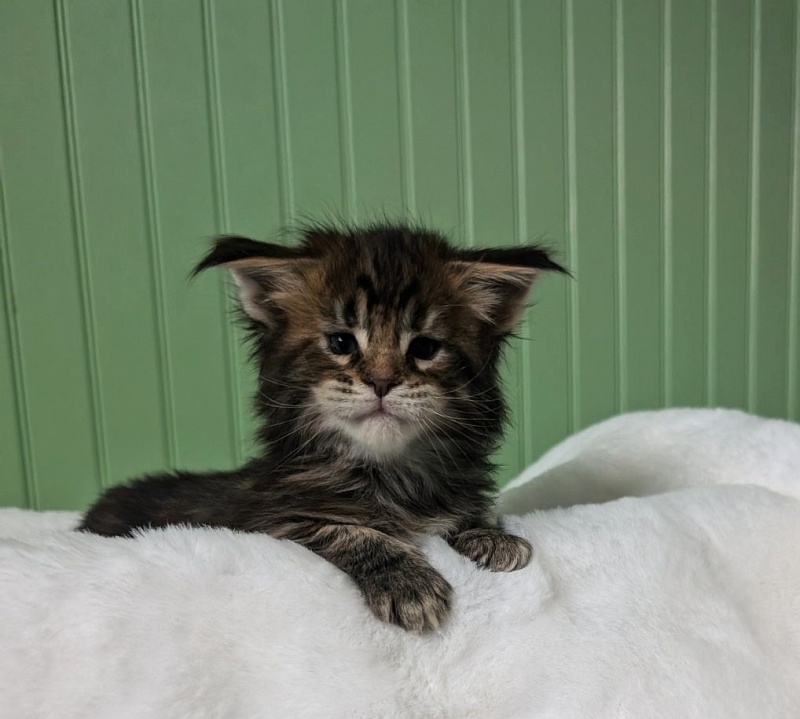 Wu-La-La Monterini - Kitten maine-coon 1 month