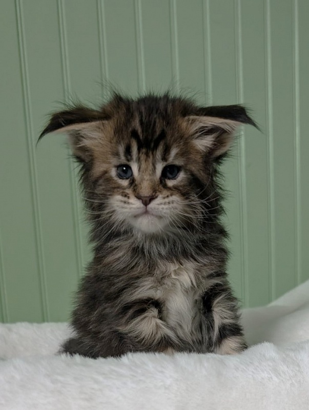 Wu-La-La Monterini - Kitten maine-coon 1 month