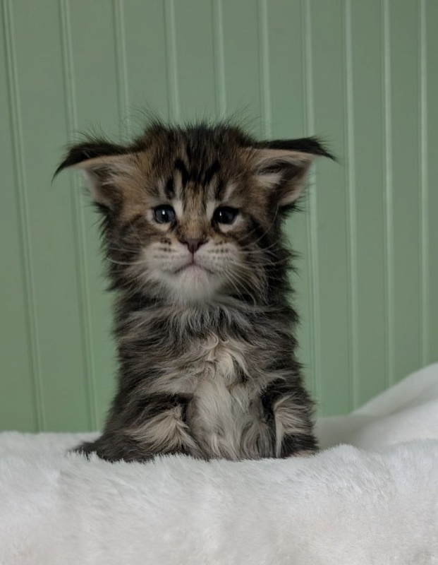 Wu-La-La Monterini - Kitten maine-coon 1 month