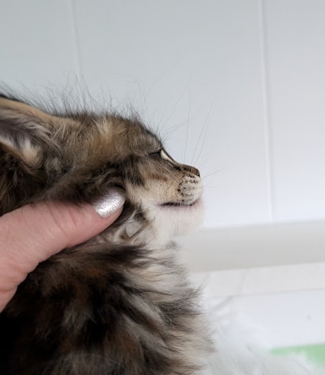 Wu-La-La Monterini - Kitten maine-coon 1 month 2 weeks