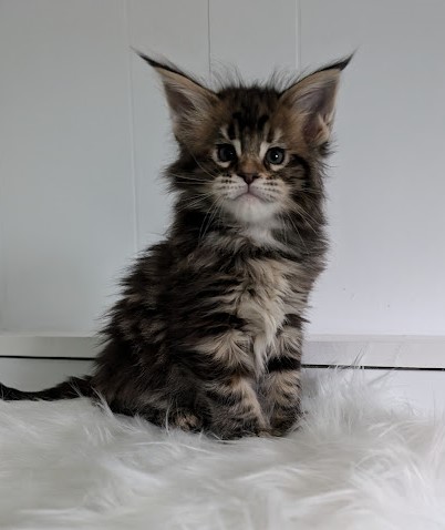 Wu-La-La Monterini - Kitten maine-coon 1 month 2 weeks