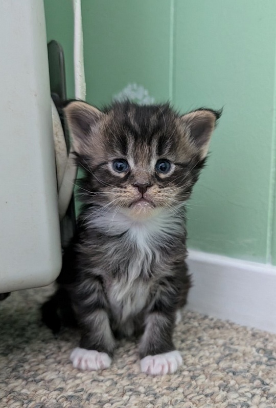 Wee Monterini - Кошеня мейн-кун 3 тижні