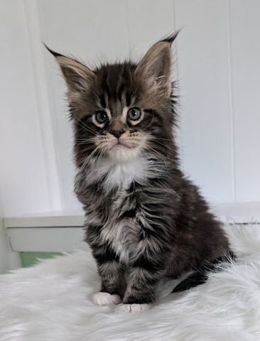 Wee Monterini - Кошеня мейн-кун 1 місяць 2 тижні