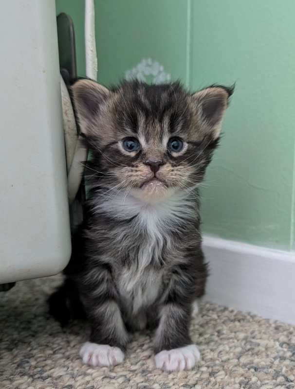 Wee Monterini - Кошеня мейн-кун 3 тижні