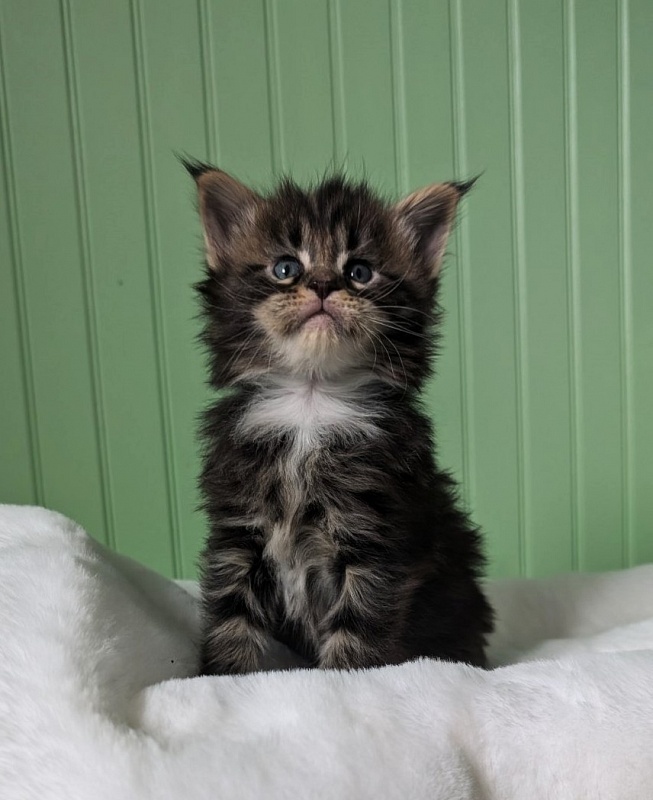 Wee Monterini - Кошеня мейн-кун 1 місяць