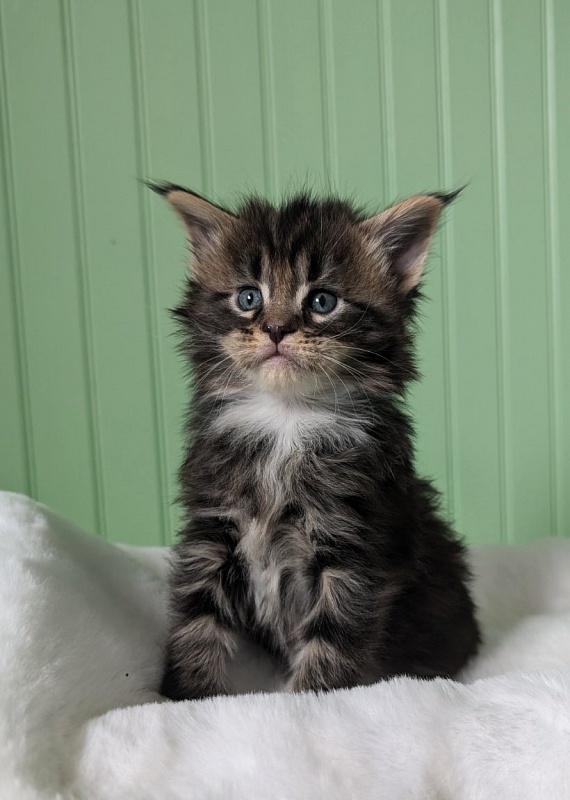 Wee Monterini - Кошеня мейн-кун 1 місяць