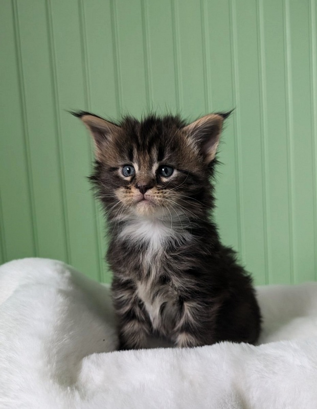 Wee Monterini - Кошеня мейн-кун 1 місяць