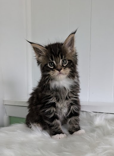 Wee Monterini - Кошеня мейн-кун 1 місяць 2 тижні