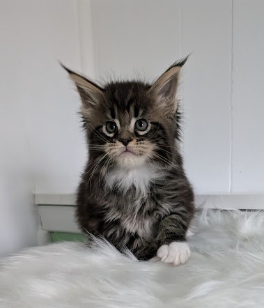 Wee Monterini - Кошеня мейн-кун 1 місяць 2 тижні