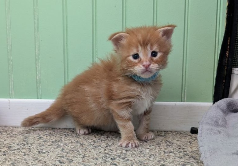 Wizard of Oz Monterini - Кошеня мейн-кун 3 тижні