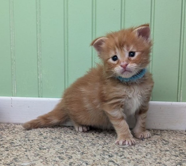 Wizard of Oz Monterini - Кошеня мейн-кун 3 тижні