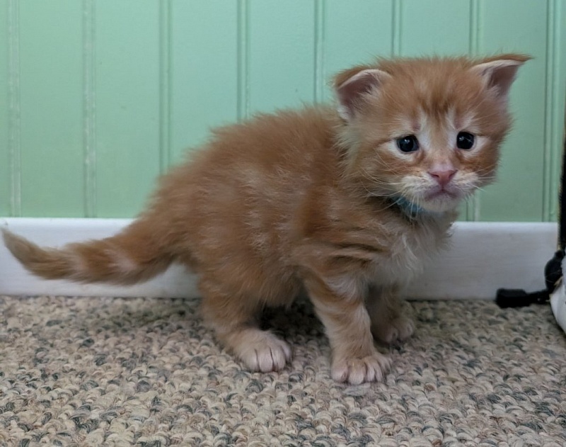 Wizard of Oz Monterini - Кошеня мейн-кун 3 тижні