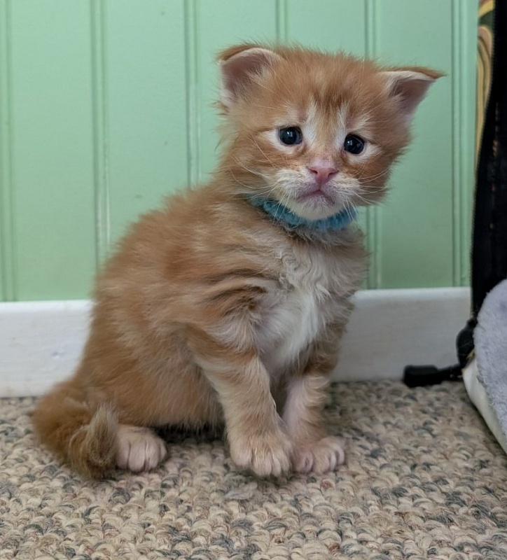 Wizard of Oz Monterini - Кошеня мейн-кун 3 тижні