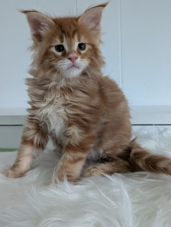 Wizard of Oz Monterini - Кошеня мейн-кун 1 місяць 2 тижні