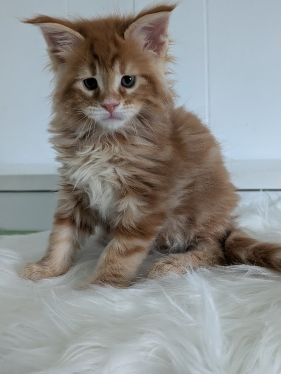 Wizard of Oz Monterini - Кошеня мейн-кун 1 місяць 2 тижні