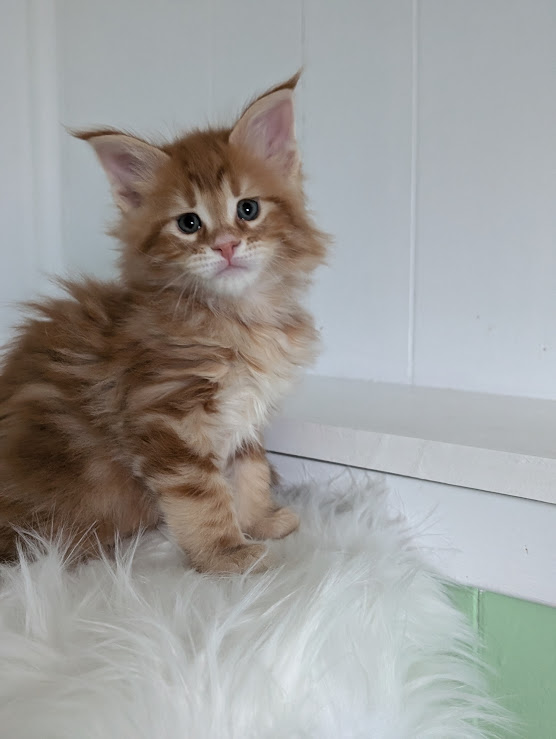 Wizard of Oz Monterini - Кошеня мейн-кун 1 місяць 2 тижні