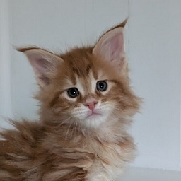 Wizard of Oz Monterini