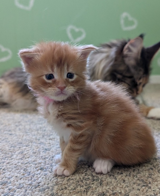 Wildfire Monterini - Кошеня мейн-кун 3 тижні