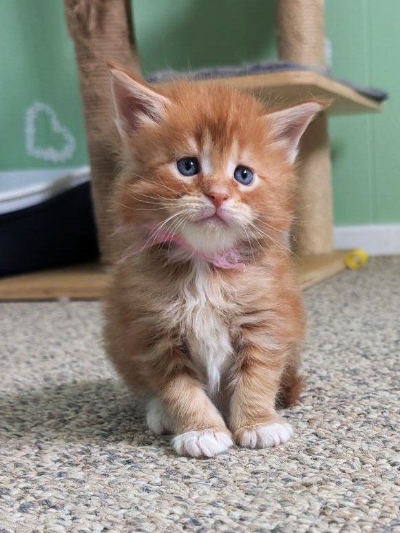 Wildfire Monterini - Кошеня мейн-кун 1 місяць