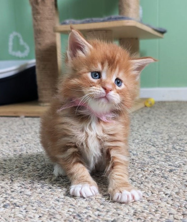 Wildfire Monterini - Кошеня мейн-кун 1 місяць