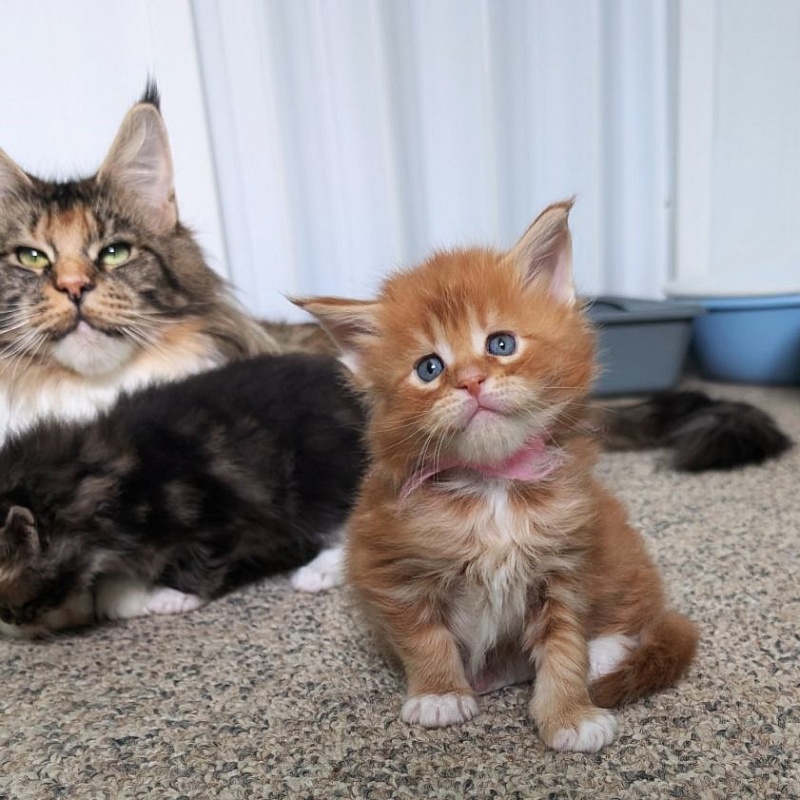 Wildfire Monterini - Кошеня мейн-кун 1 місяць