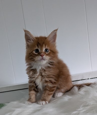 Wildfire Monterini - Кошеня мейн-кун 1 місяць 2 тижні