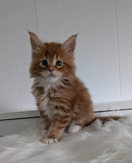 Wildfire Monterini - Кошеня мейн-кун 1 місяць 2 тижні