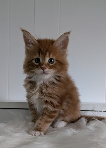 Wildfire Monterini - Кошеня мейн-кун 1 місяць 2 тижні