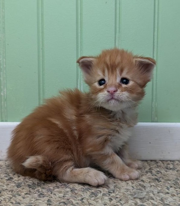 Wotan Monterini - Кошеня мейн-кун 3 тижні