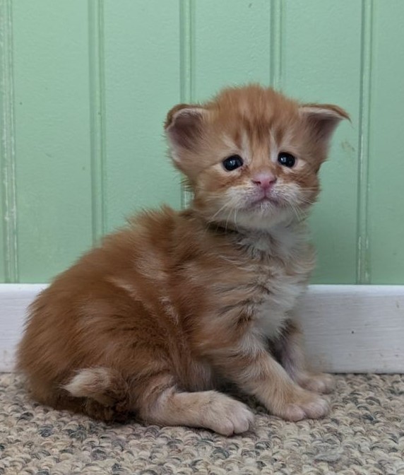 Wotan Monterini - Кошеня мейн-кун 3 тижні