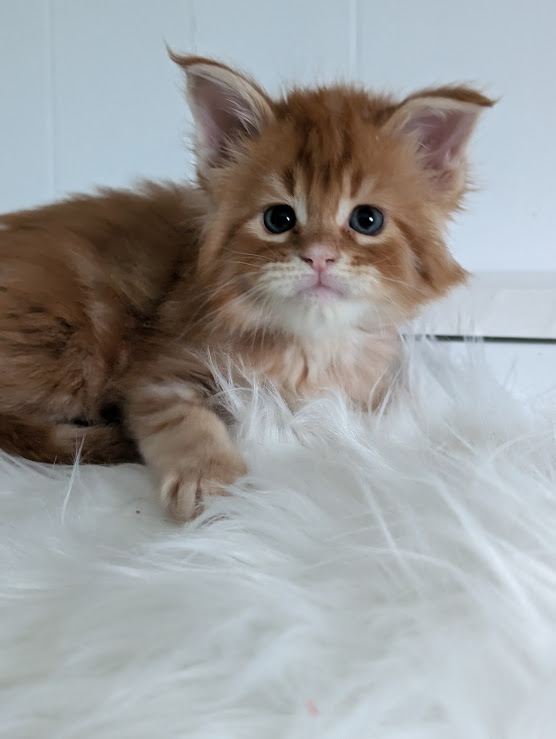 Wotan Monterini - Кошеня мейн-кун 1 місяць 2 тижні