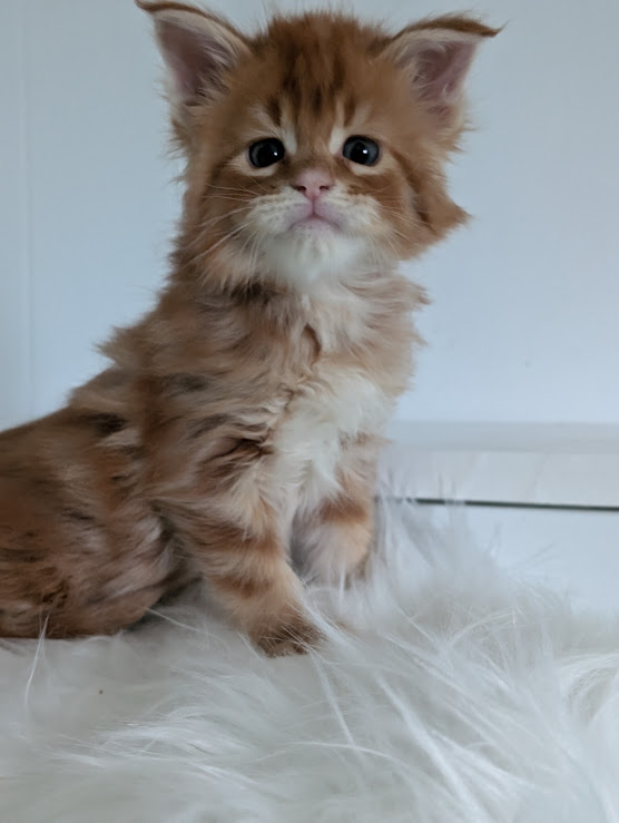 Wotan Monterini - Кошеня мейн-кун 1 місяць 2 тижні