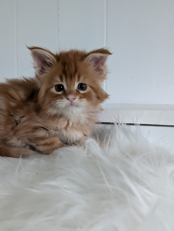 Wotan Monterini - Кошеня мейн-кун 1 місяць 2 тижні