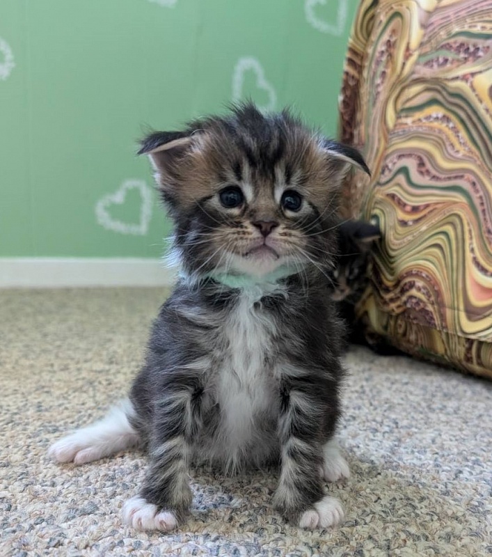 Walli Monterini - Kitten maine-coon 3 weeks