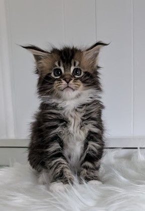 Walli Monterini - Kitten maine-coon 1 month 2 weeks