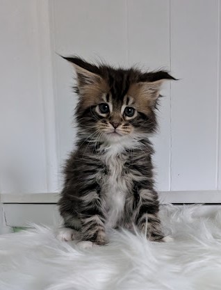 Walli Monterini - Kitten maine-coon 1 month 2 weeks