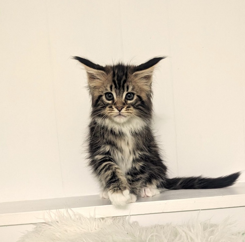 Walli Monterini - Kitten maine-coon 2 months