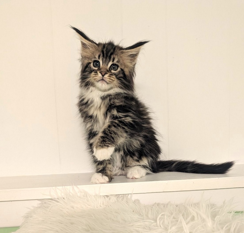 Walli Monterini - Kitten maine-coon 2 months