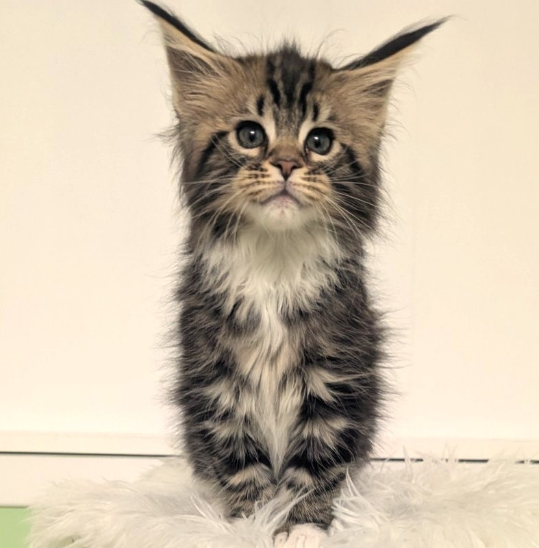 Walli Monterini - Kitten maine-coon 2 months