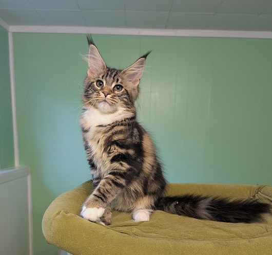 Walli Monterini - Kitten maine-coon 3 months 3 weeks