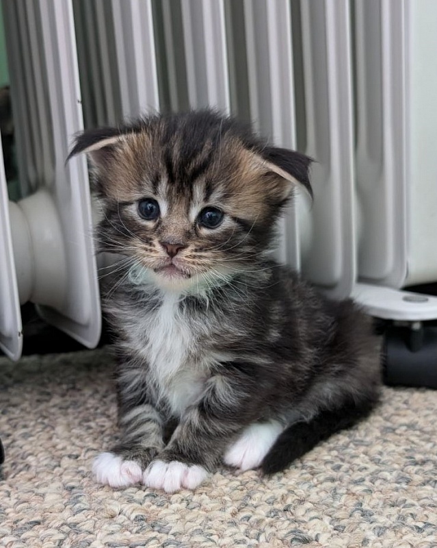 Walli Monterini - Kitten maine-coon 3 weeks