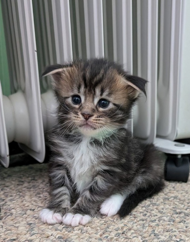 Walli Monterini - Kitten maine-coon 3 weeks