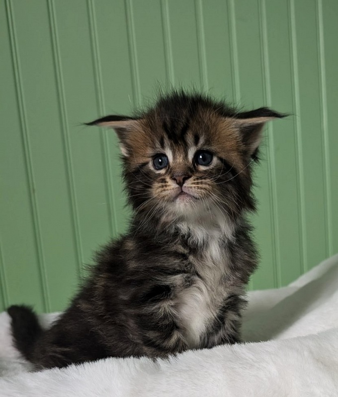 Walli Monterini - Kitten maine-coon 1 month