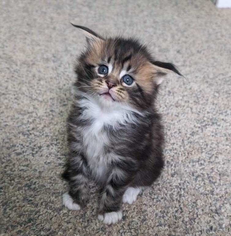 Walli Monterini - Kitten maine-coon 1 month