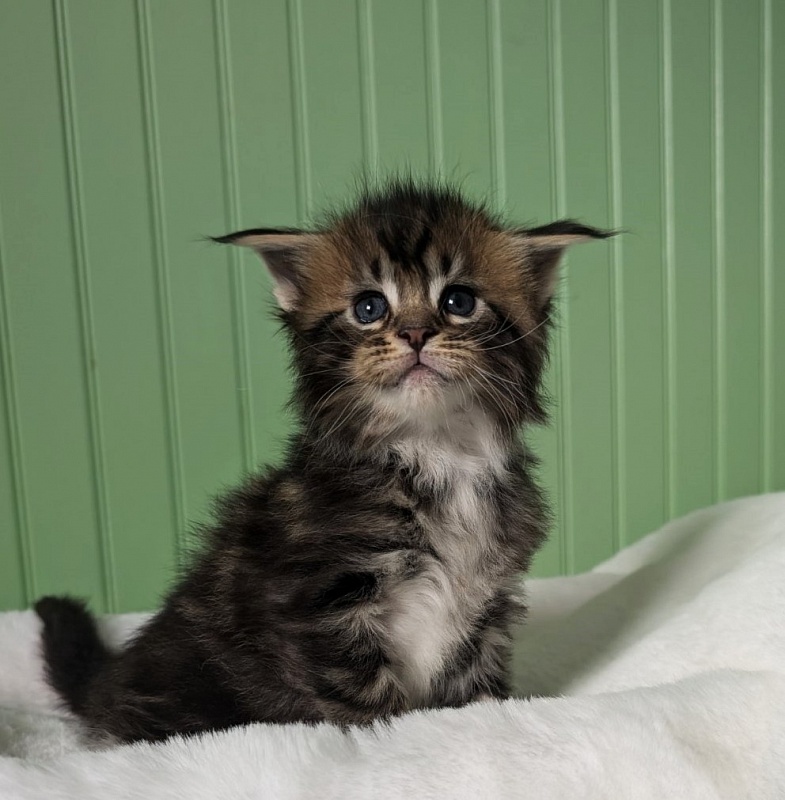 Walli Monterini - Kitten maine-coon 1 month