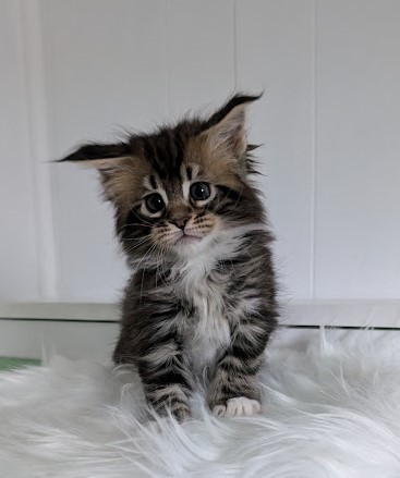 Walli Monterini - Kitten maine-coon 1 month 2 weeks