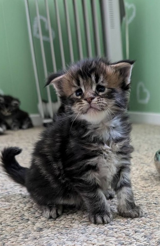 Winchester Monterini - Кошеня мейн-кун 3 тижні