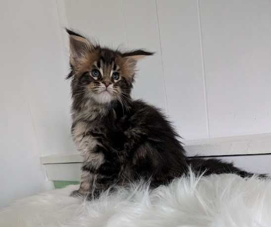 Winchester Monterini - Кошеня мейн-кун 1 місяць 2 тижні